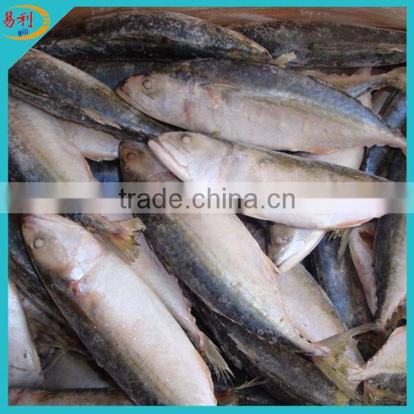 Supply IQF Indian mackerel with wholesale price