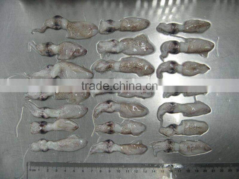 High quality IQF Baby squid
