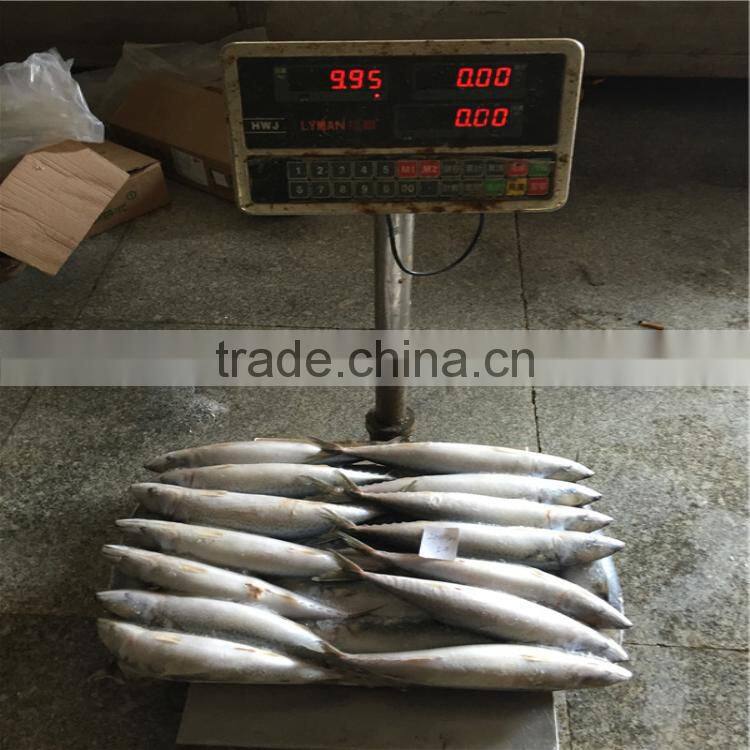 Chub mackerel frozen whole frozen mackerel bait for sale