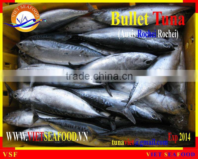 W/R FROZEN BULLET TUNA