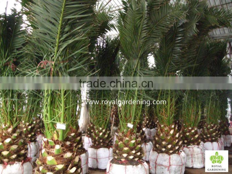 Phoenix canariensis palm tree nursery landscaping trees