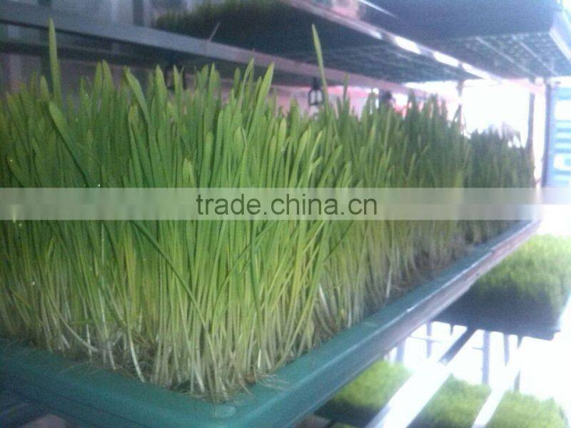 500kg animal fodder hydroponics