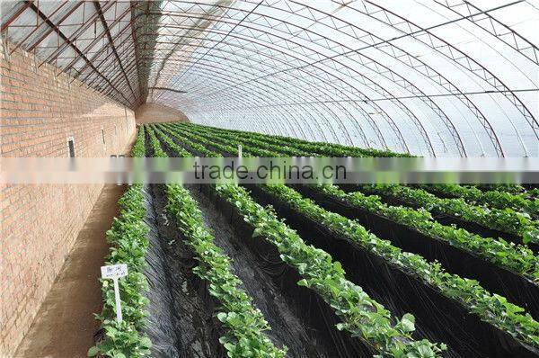 Cold Frame Greenhouse