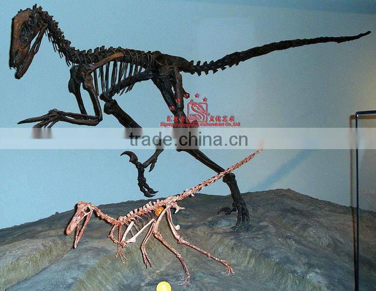 Realistic Dinosaur Skeleton Fossil Of Buitreraptor