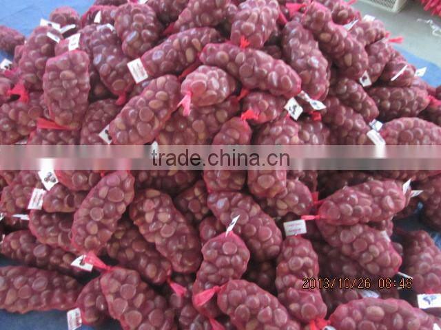 chestnut , fresh chestnut