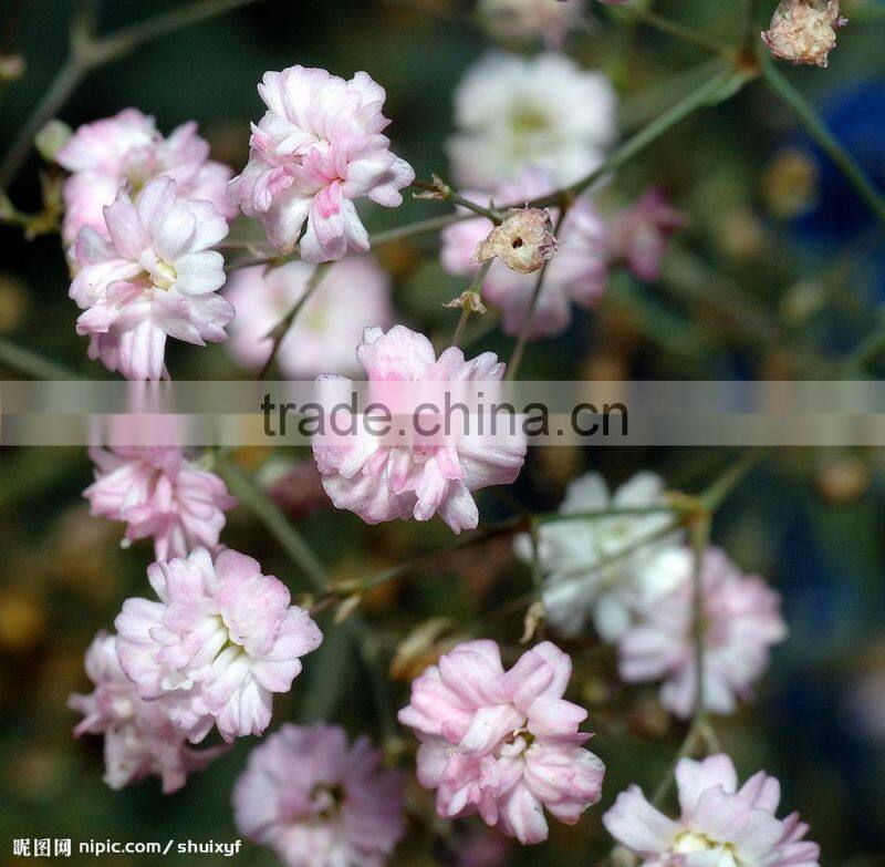 Top Quality White Pink Babys breath Seeds Gypsophila Seeds For Landscape