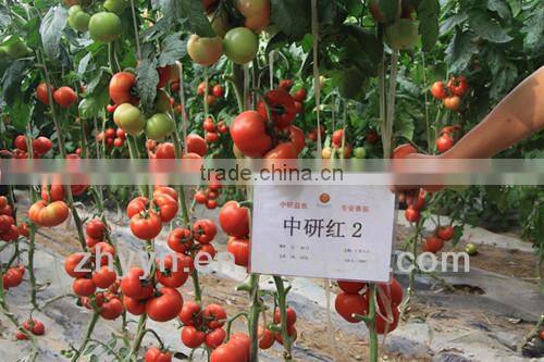 Zhongyan Hong No.2 tomato seed high yield