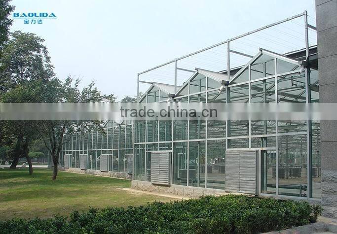 High quality glass covered tomato seed for greenhouse