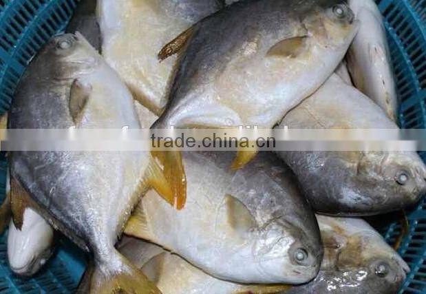 High Quality Frozen Golden Pomfret Fish