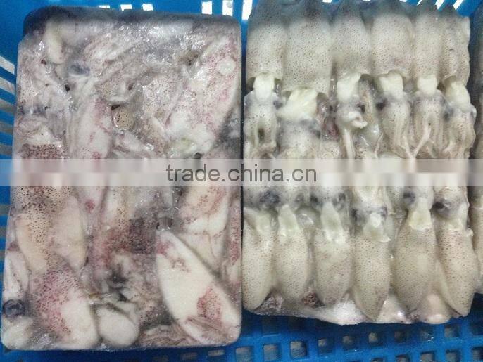 IQF frozen baby loligo squid