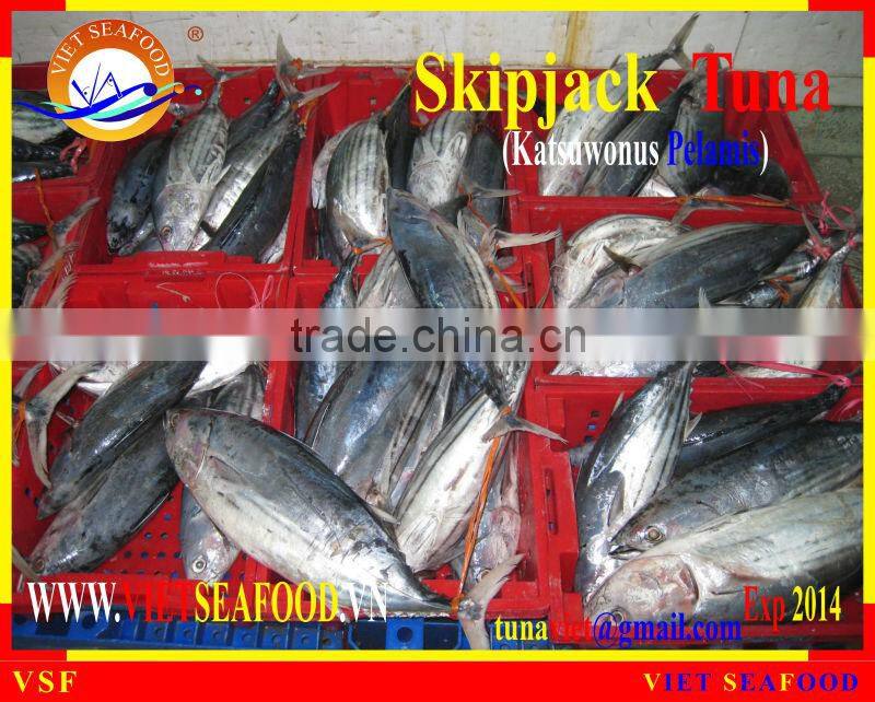 FROZEN W/R SKIPJACK TUNA