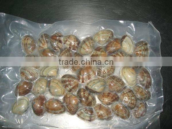 Frozen Short Neck Clam