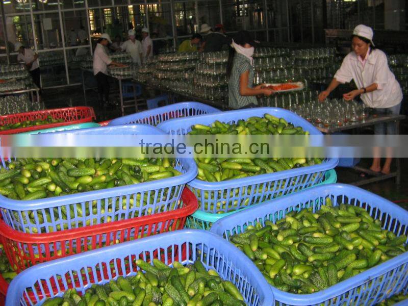 Best Selling Vietnamese Gherkins in brine