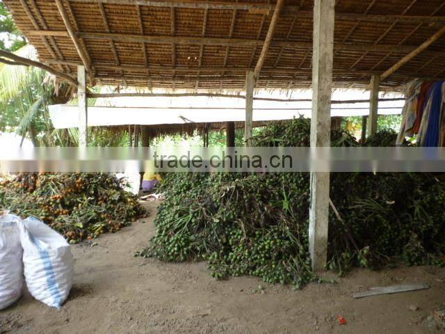 DRIED BETEL NUT (export.vilaconic(at))
