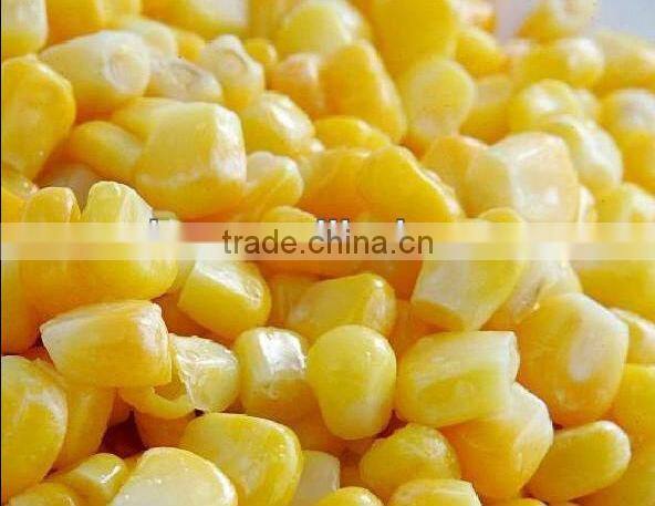 Fresh Corn for Sale Canned Sweet Corn Factory