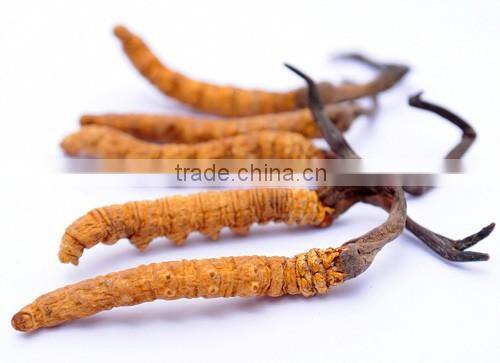 100% Natural Peru maca powder Extract Sex Boost for potent absorption