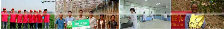 EXPORT Potassium Humate(K2O12.6%)