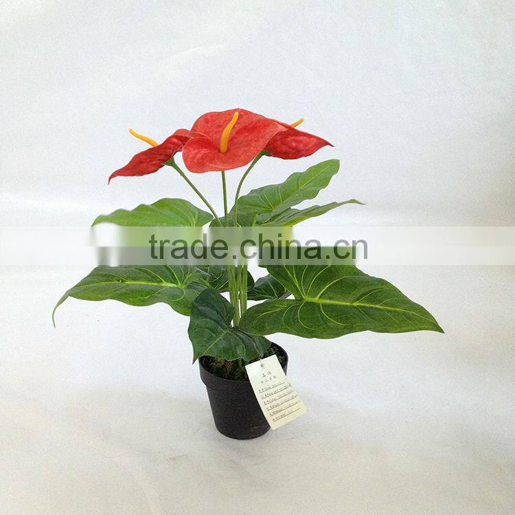 wholesale small table anthurium plant