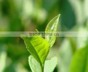 Instant Green Tea Powder,100% soluble in room temperature water
