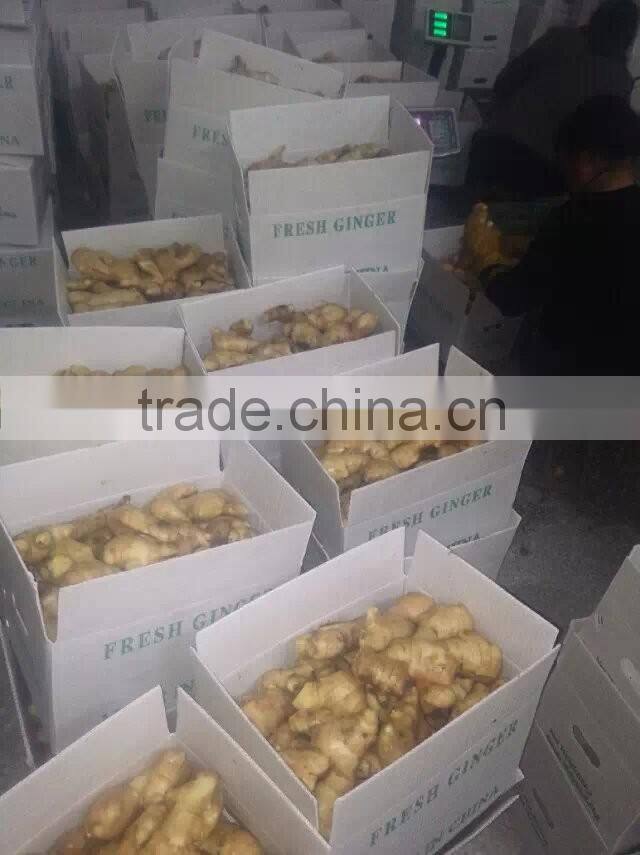 Professional Ginger Supplier Fresh old Ginger