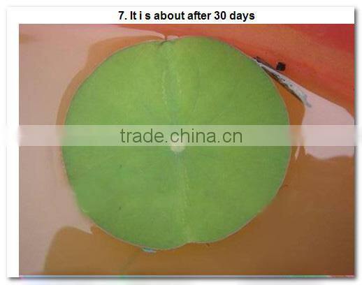 2015 Water Lily Lotus Seeds For Growing For Family Pot Landscape