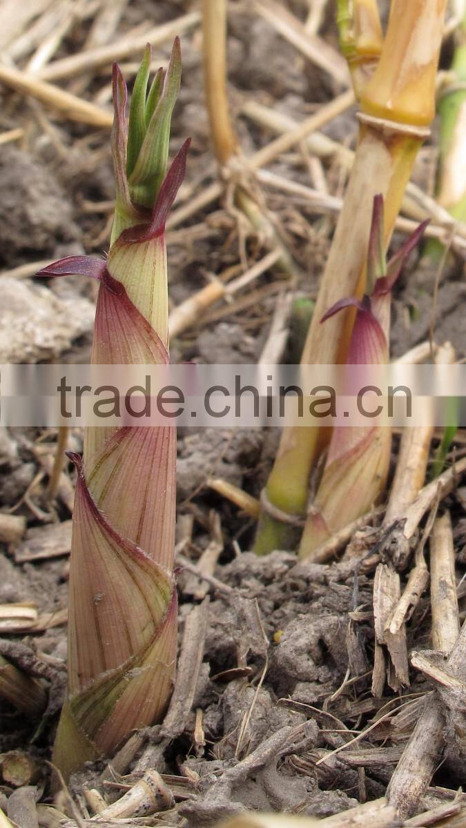 yellow groove bamboo seedling