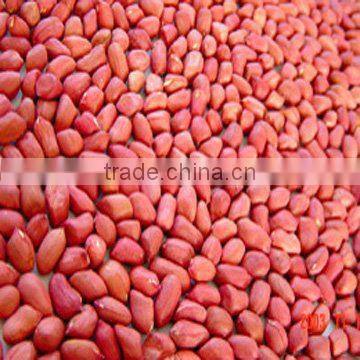 good quality red skin peanut kernels