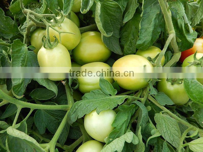 Marina F1 (PELLETED) Hybrid Tomato Seeds