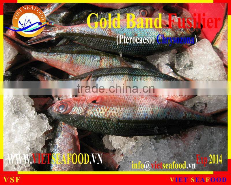 FROZEN GOLD BAND FUSILIER WHOLE ROUND