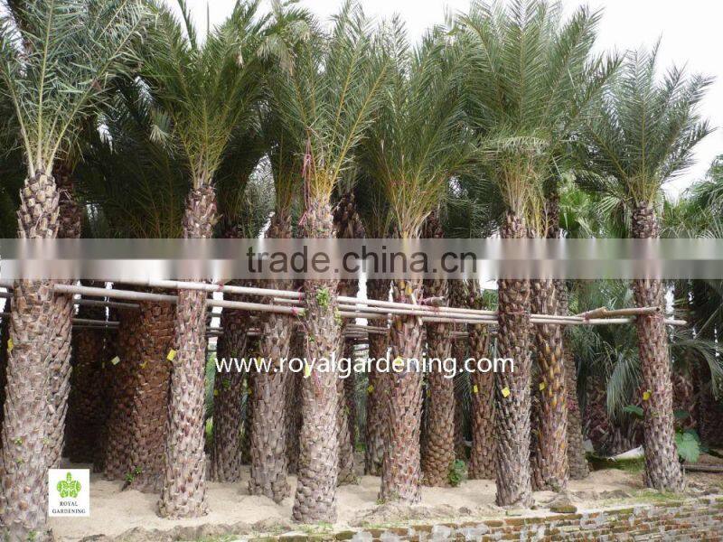 Phoenix sylvestris(Silver Date Palm)