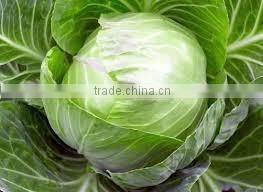 HIGH QUALITY JAPAN SWEET POTATO