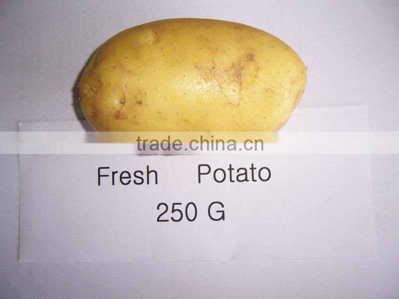 Fresh Holland Potato Bulk on Hot Selling