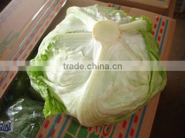Hot sale Fresh lettuce/Green lettuce/iceberg lettuce