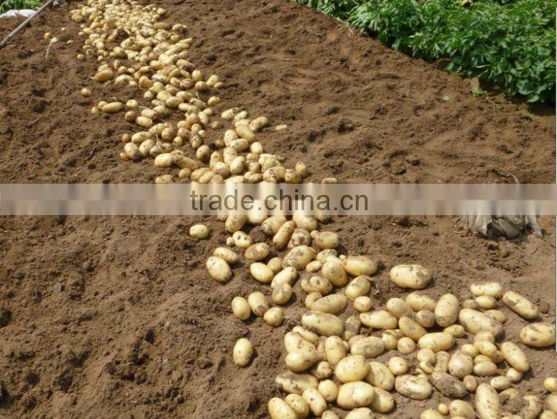 new crop fresh potatoes