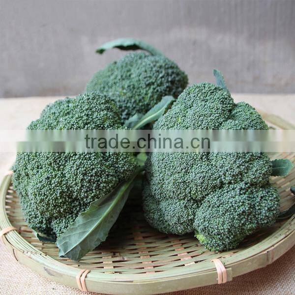 NBR02 Chaduo hybrid broccoli seeds different types of seeds