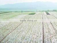 greenhouse shrink film/mulch shrink film