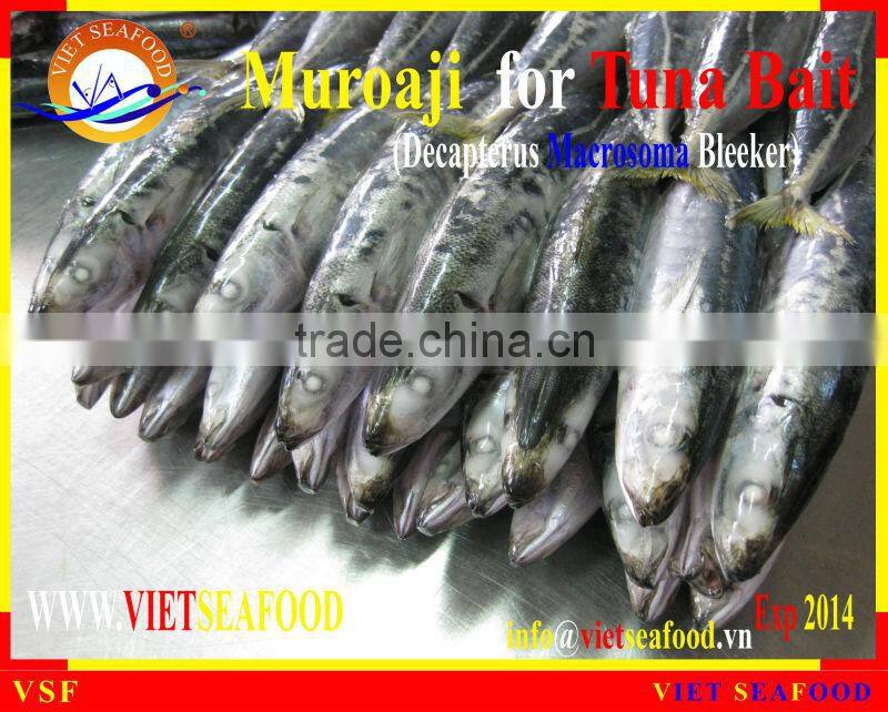 FROZEN MUROAJI FOR TUNA BAIT