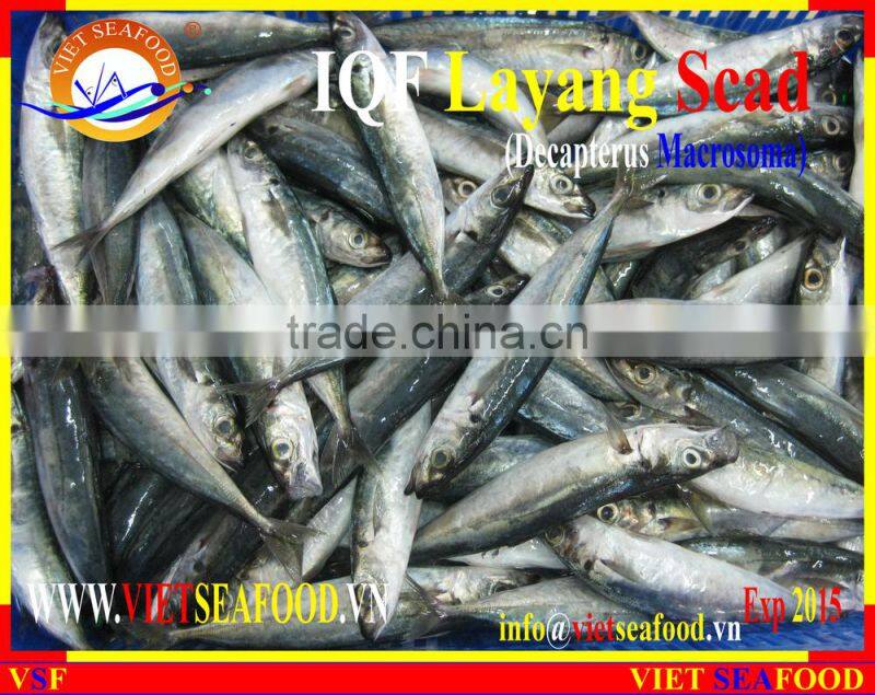 IQF LAYANG SCAD WHOLE ROUND
