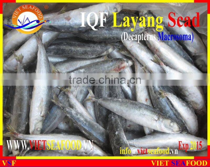 IQF LAYANG SCAD WHOLE ROUND