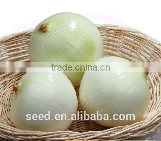 White Beauty No.1 chinese hybrid white onion seed