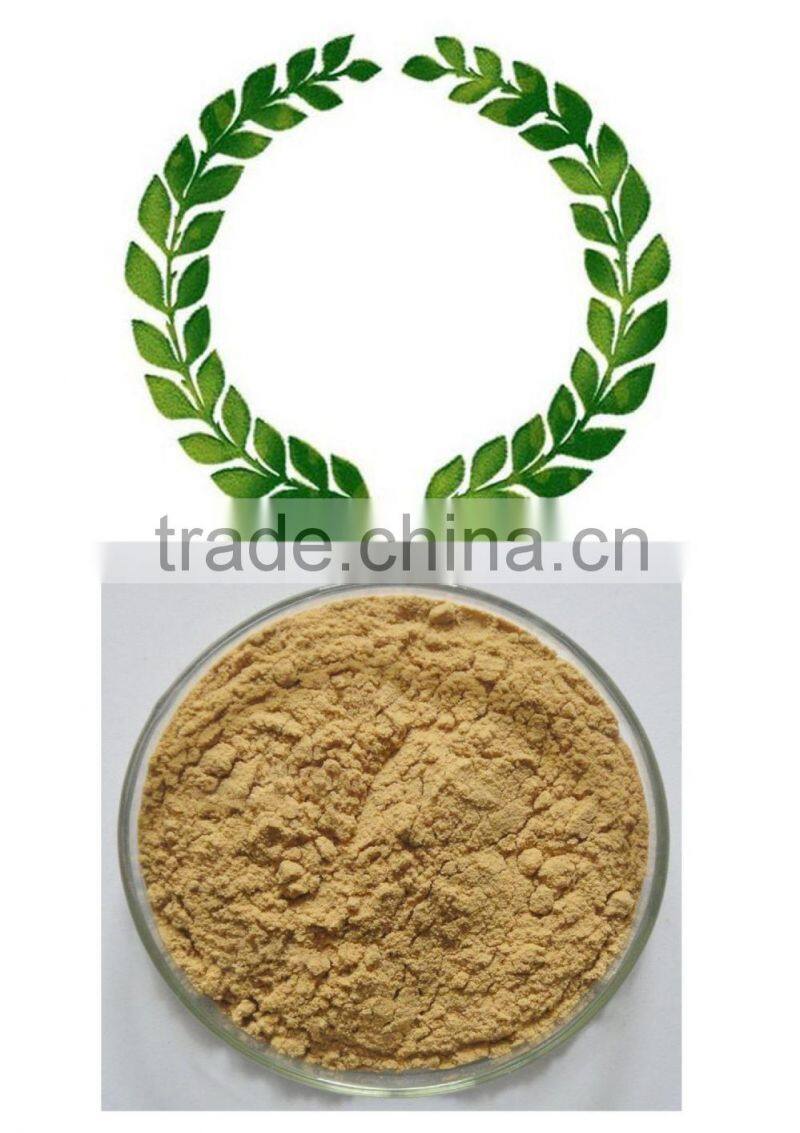 Hot Selling Olive Leaf Extract in Herbal Extract