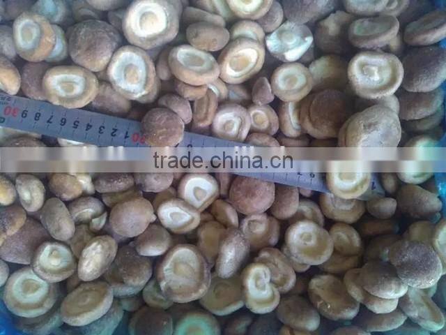 market prices for mushroom