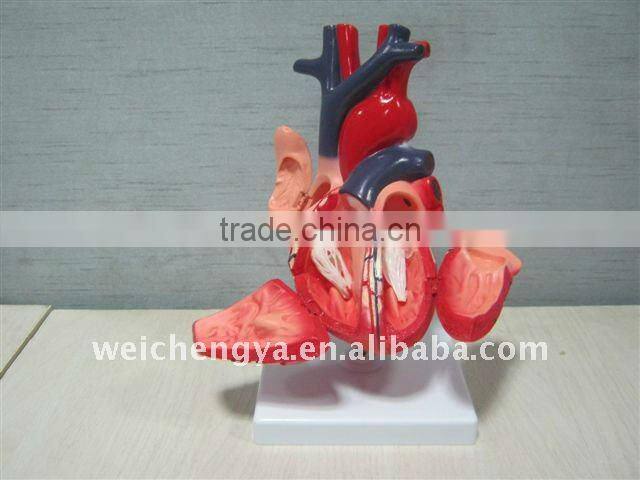 Heart anatomic model(biomedicine apparatus)/medical anatomical skull