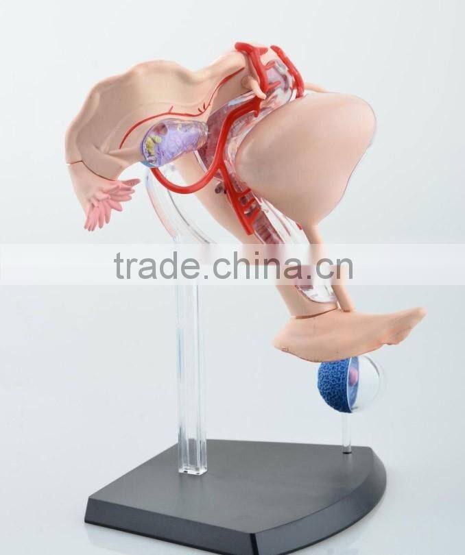 V-HM10 4D MASTER Female uterus model