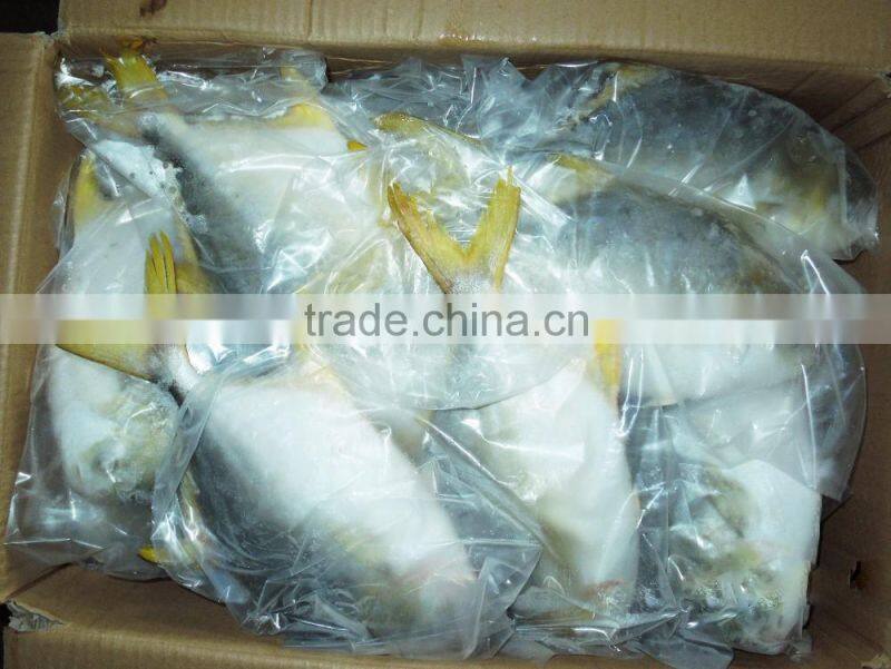 Frozen Golden Pomfret Fish / Golden Pompano Fish