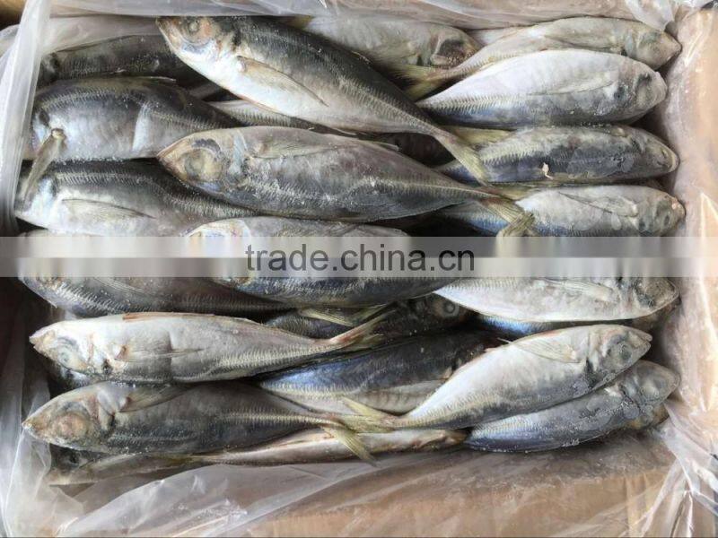 Very Fresh sea frozen horse mackerel for sale
