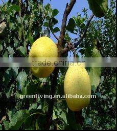 Chinese Snow Pear
