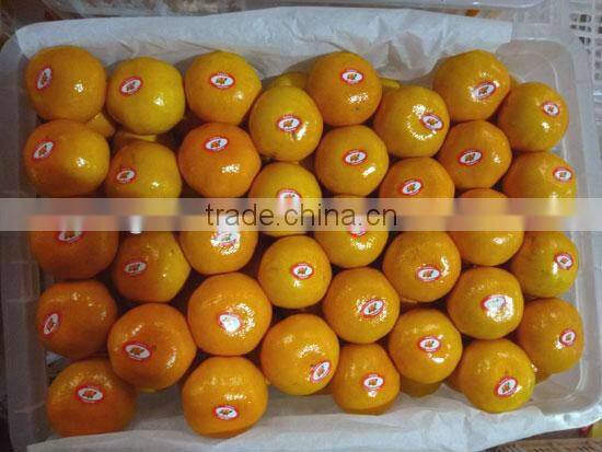 citrus fruit orange