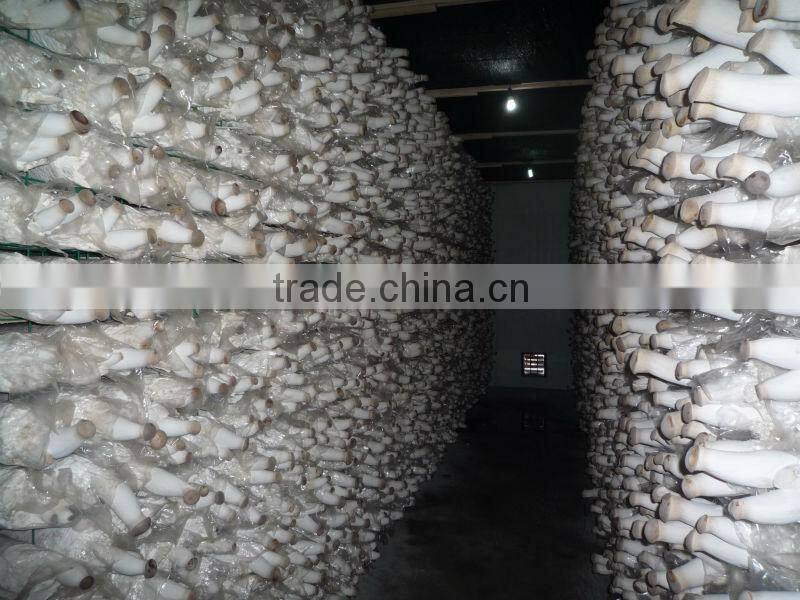 Fresh Pleurotus eryngii mushroom