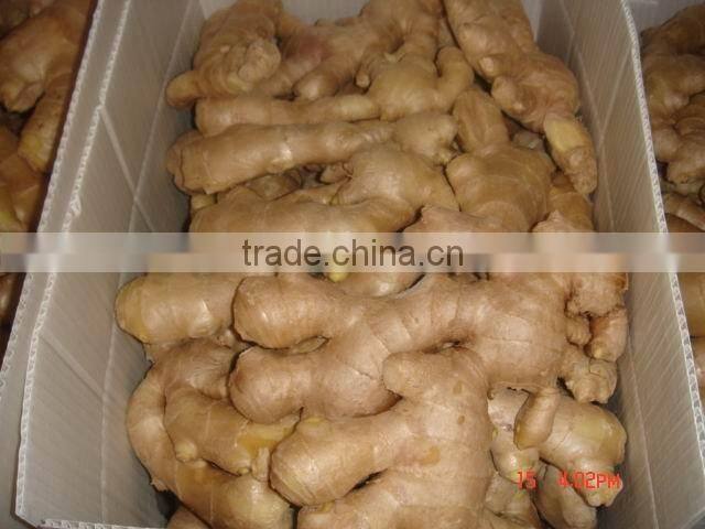 2016 Fresh ginger